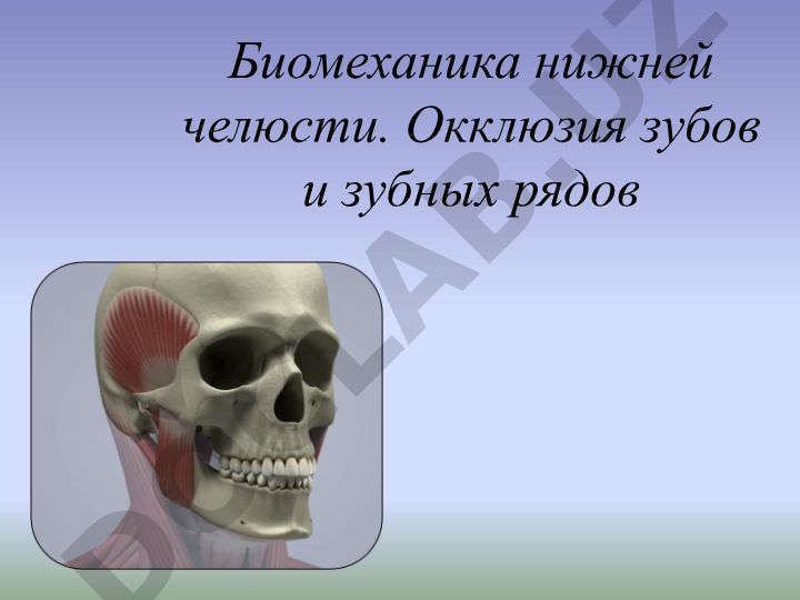Биомеханика нижней челюсти и окклюзия зубов