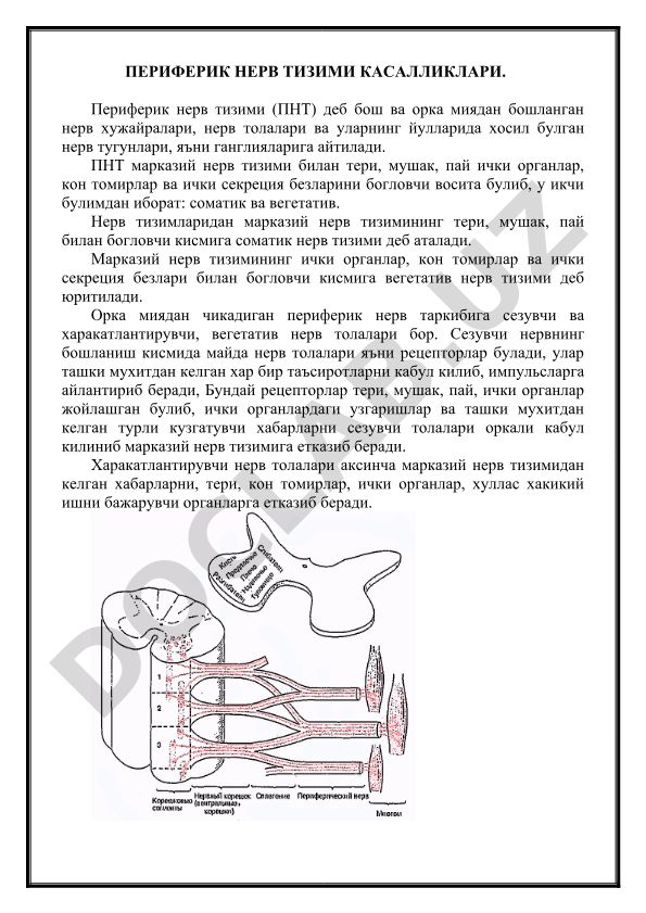 Периферик нерв тизими касалликлари