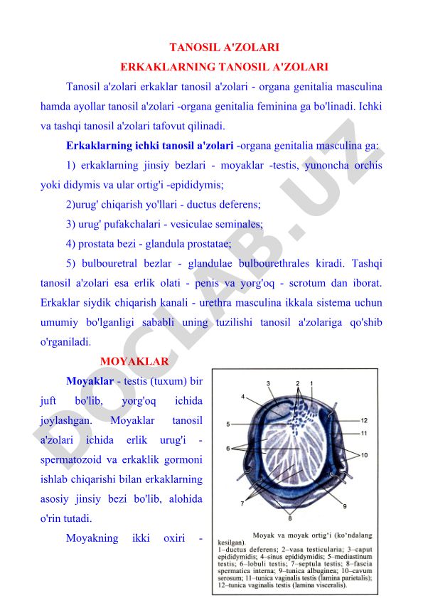 Erkaklar tanosil a'zolari tuzilishi va funktsiyalari