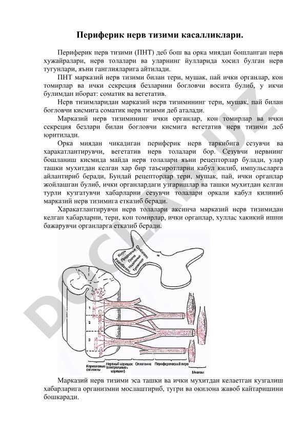 Периферик нерв тизими касалликлари