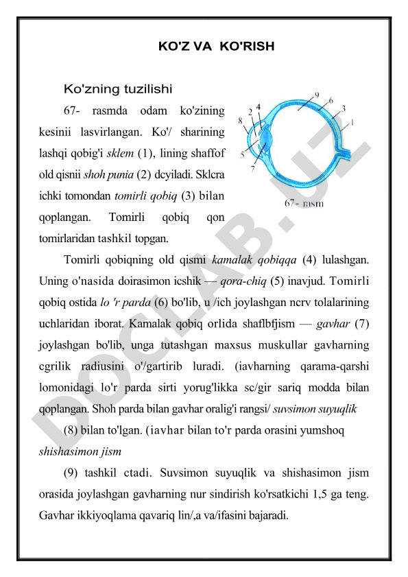 Ko'zning tuzilishi va ko'rish jarayoni