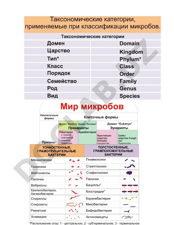 Схема строения бактериальной клетки и механизм действия антибиотиков