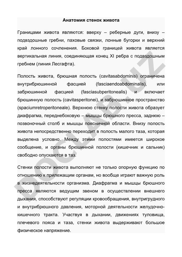Анатомия стенок живота