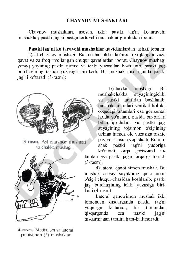 Chaynov mushaklari tuzilishi va funksiyalari