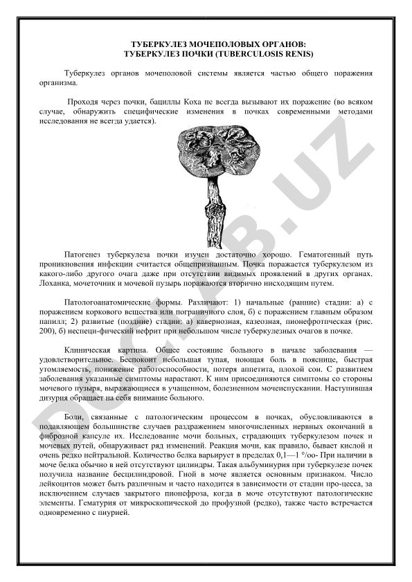 Туберкулез мочеполовых органов: туберкулез почки