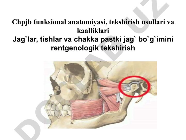 Chpjb funksional anatomiyasi, tekshirish usullari va kaalliklari