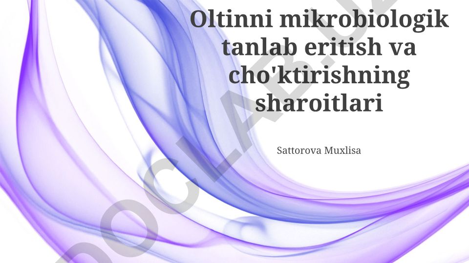 Oltinni mikrobiologik tanlab eritish va cho'ktirishning sharoitlari