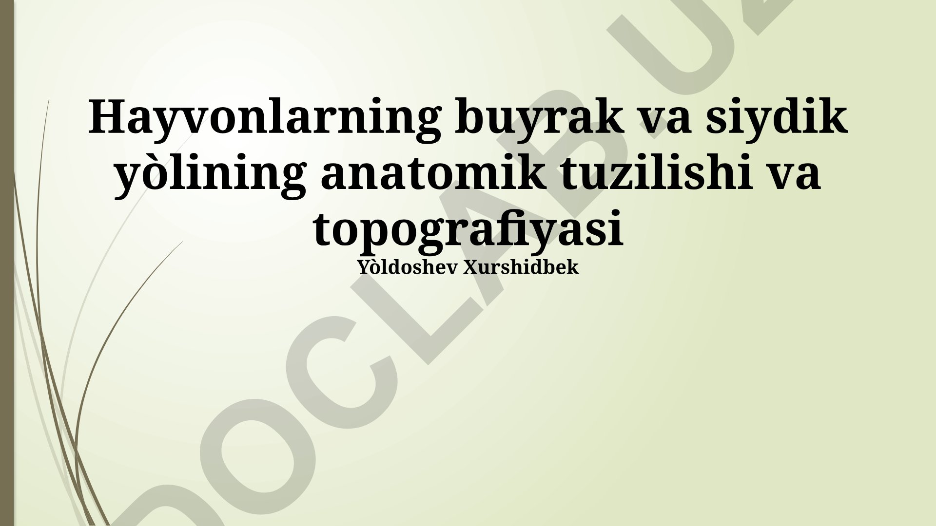 Hayvonlarning buyrak va siydik yoʻlining anatomik tuzilishi va topografiyasi