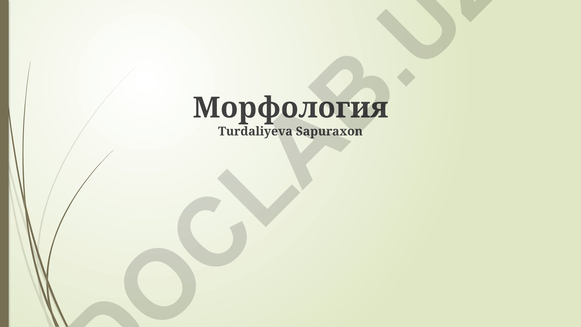 Морфология: основные понятия, процессы и категории