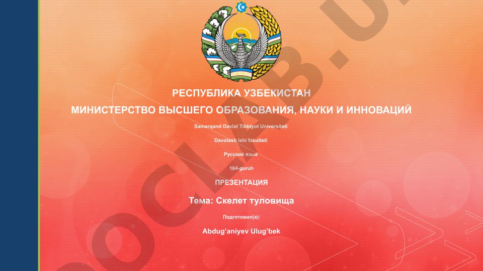 Скелет туловища