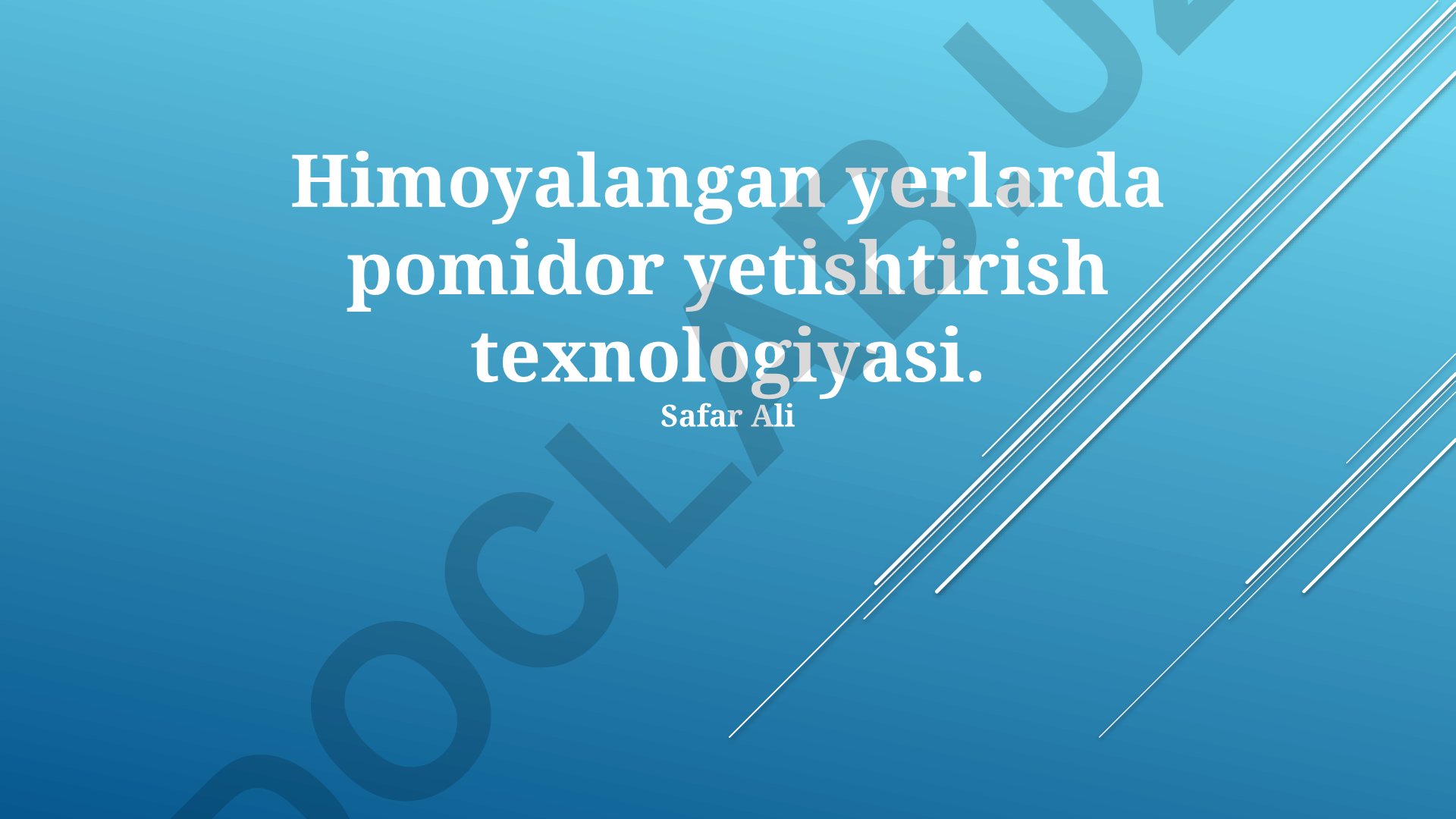 Himoyalangan yerlarda pomidor yetishtirish texnologiyasi