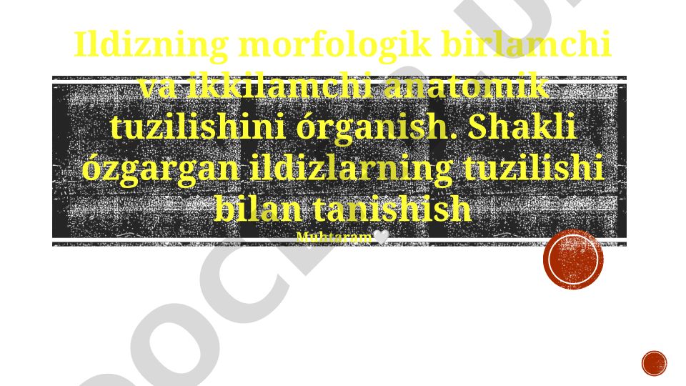 Ildizning morfologik birlamchi va ikkilamchi anatomik tuzilishi