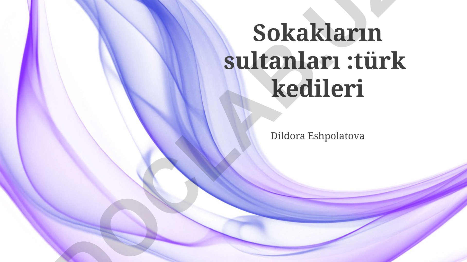 Sokak Kedilerinin Korunması ve Yaşam Alanları