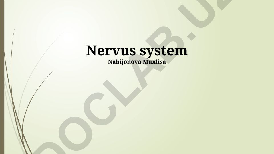 Nervous System: Structure, Function, and Mechanisms