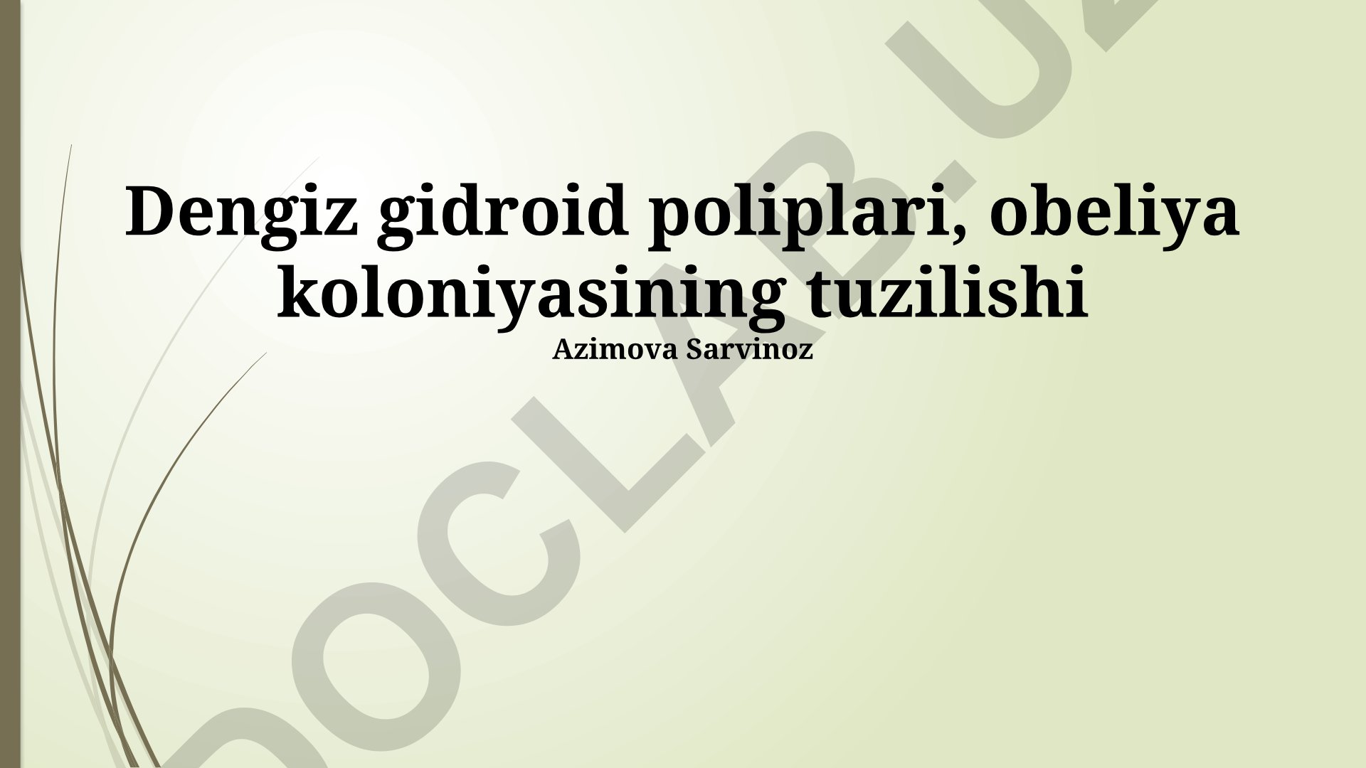 Dengiz gidroid poliplari va Obelia koloniyasining tuzilishi