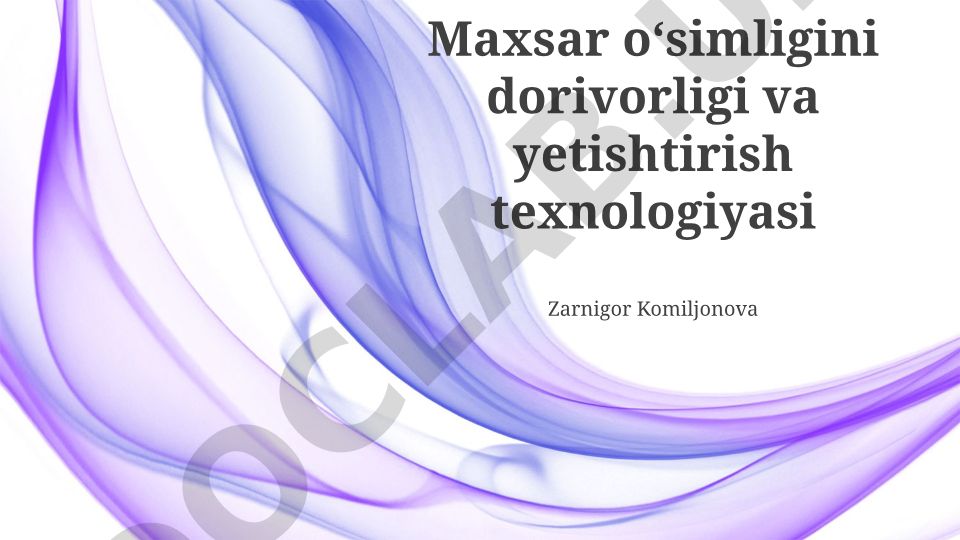 Maxsar o'simligining dorivorligi va yetishtirish texnologiyasi