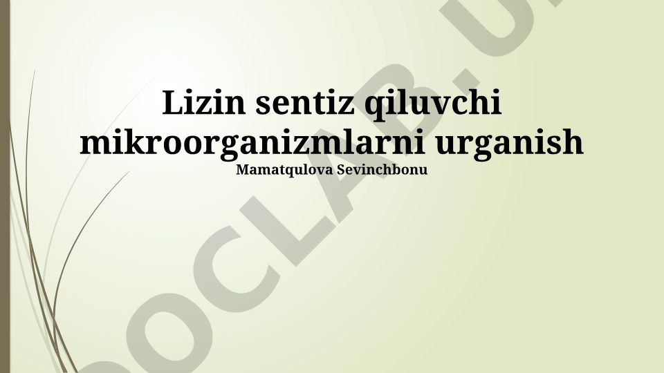 Lizin sentezleyen mikroorganizmaların araştırılması