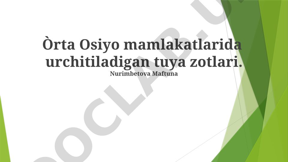 O'rta Osiyo mamlakatlarida urchitiladigan tuya zotlari