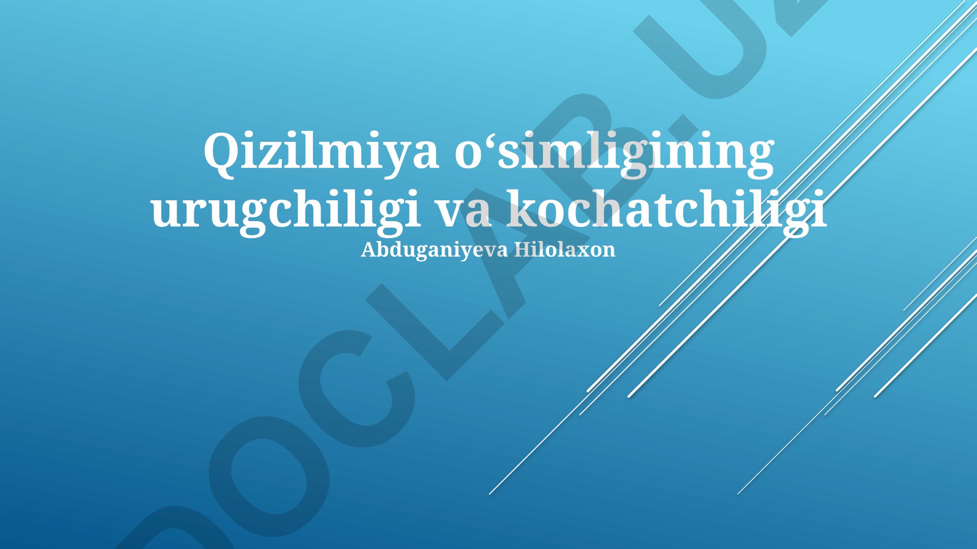 Qizilmiya oʻsimligining urugchiligi va kochatchiligi