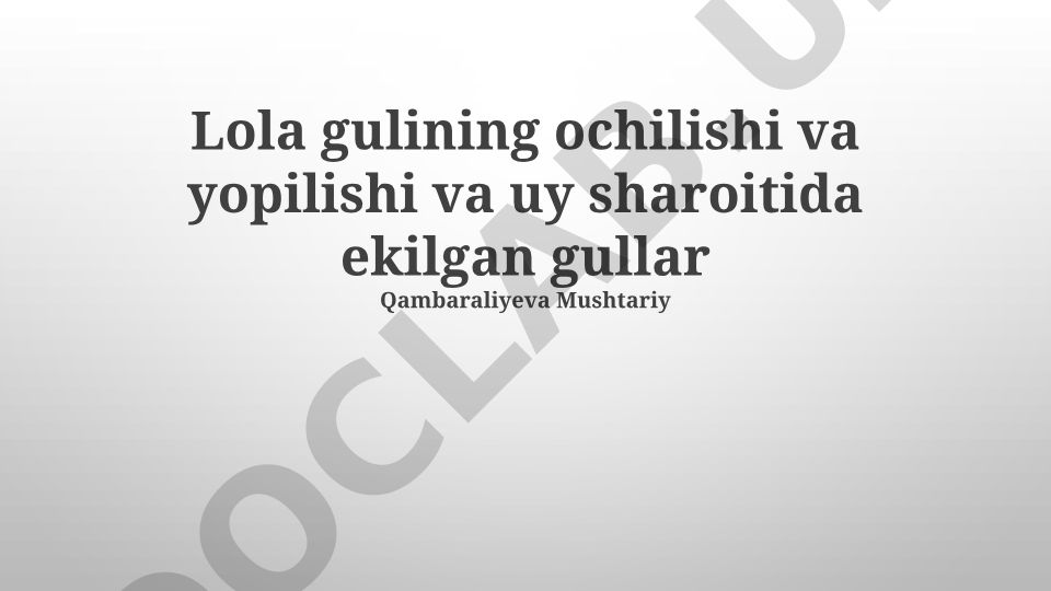 Lola gultojisi va uyda yetishtirilgan gullarning ochilishi va yopilishi