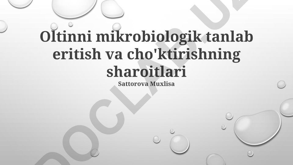 Oltinni mikrobiologik tanlab eritish va cho'ktirishning sharoitlari