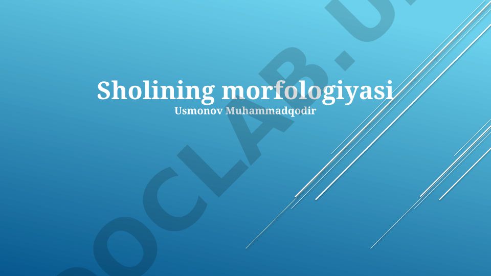 Shoaling morfologiyasi va uning shakllanish omillari