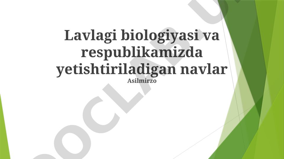 Lavlagining biologik xususiyatlari va O'zbekistonda yetishtiriladigan navlar