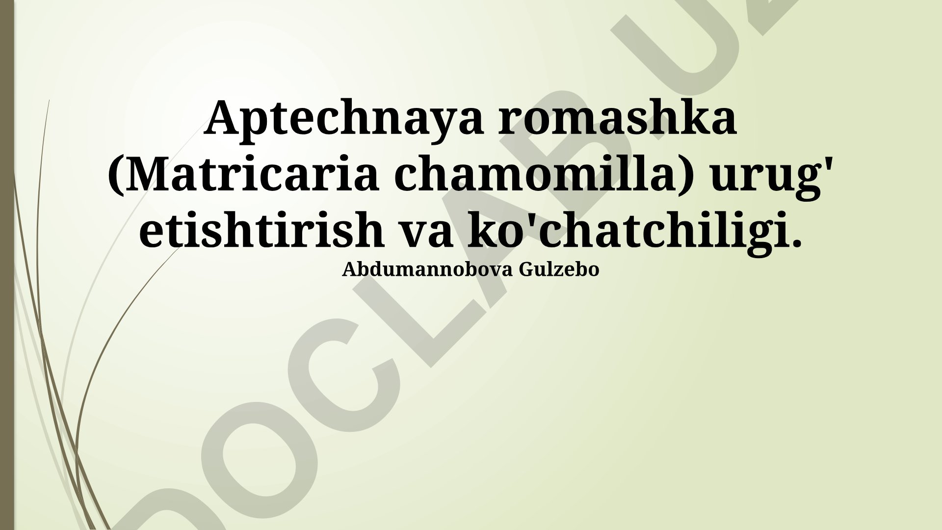 Aptechnaya romashka (Matricaria chamomilla) urug' etishtirish va ko'chatchiligi