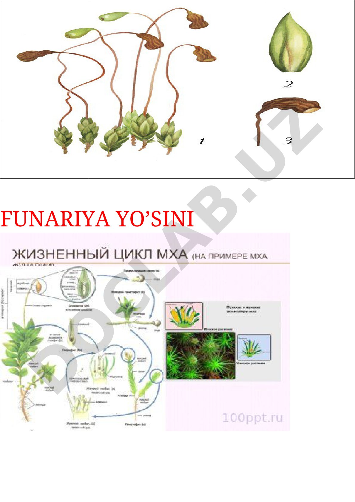 Qirqbo'g'imlar, qirqquloqlar va ochiq urug'li o'simliklar