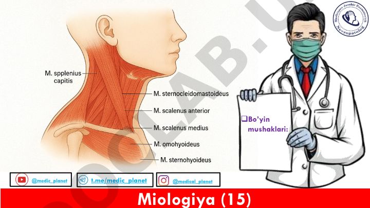 Bo'yin mushaklari anatomiyasi va klassifikatsiyasi
