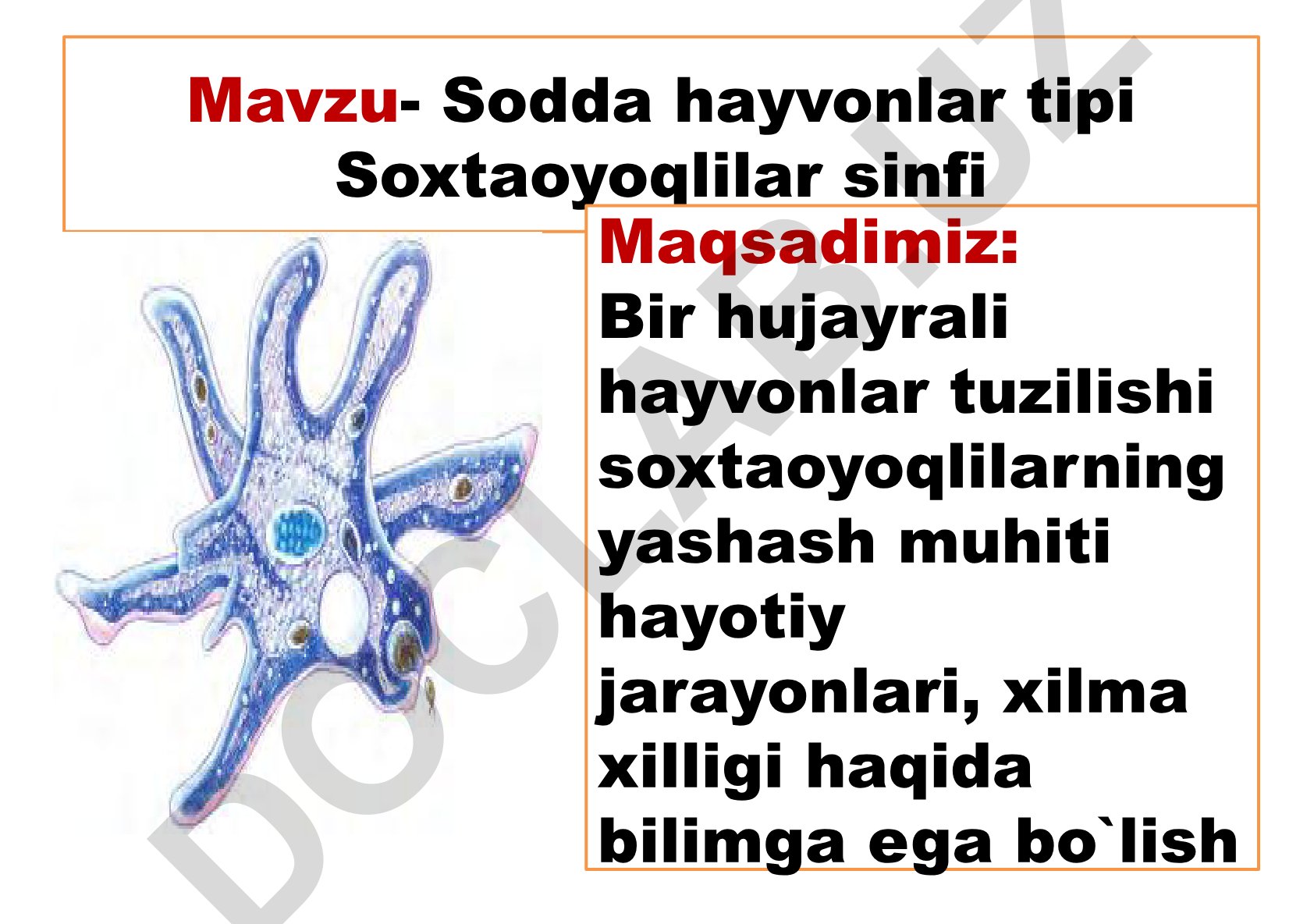 Sodda hayvonlar tipi Soxtaoyoqlilar sinfi