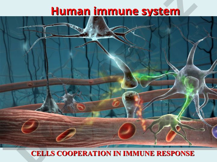 Human Immune System Cells Cooperation in Immune Response