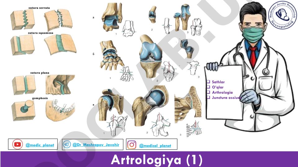 Artrologiya: Anatomik sathlar va o'qlar