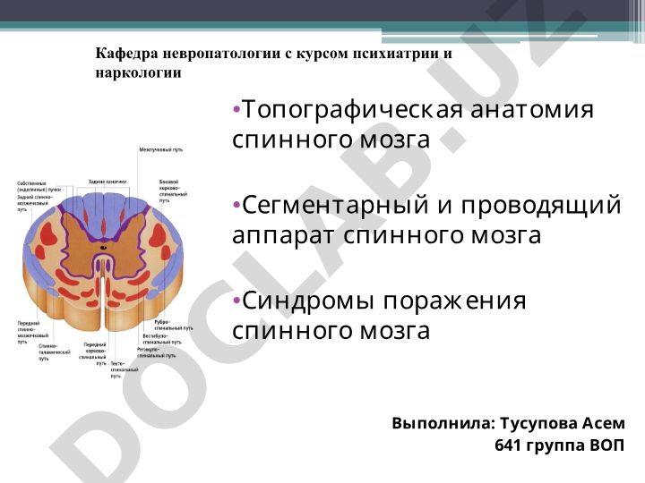 Топографическая анатомия спинного мозга и его синдромы поражения