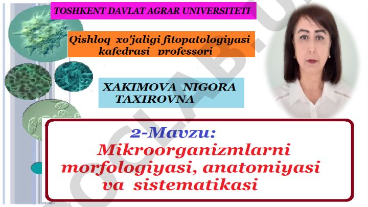 Mikroorganizmlarning organik olamdagi o'rni va turlari