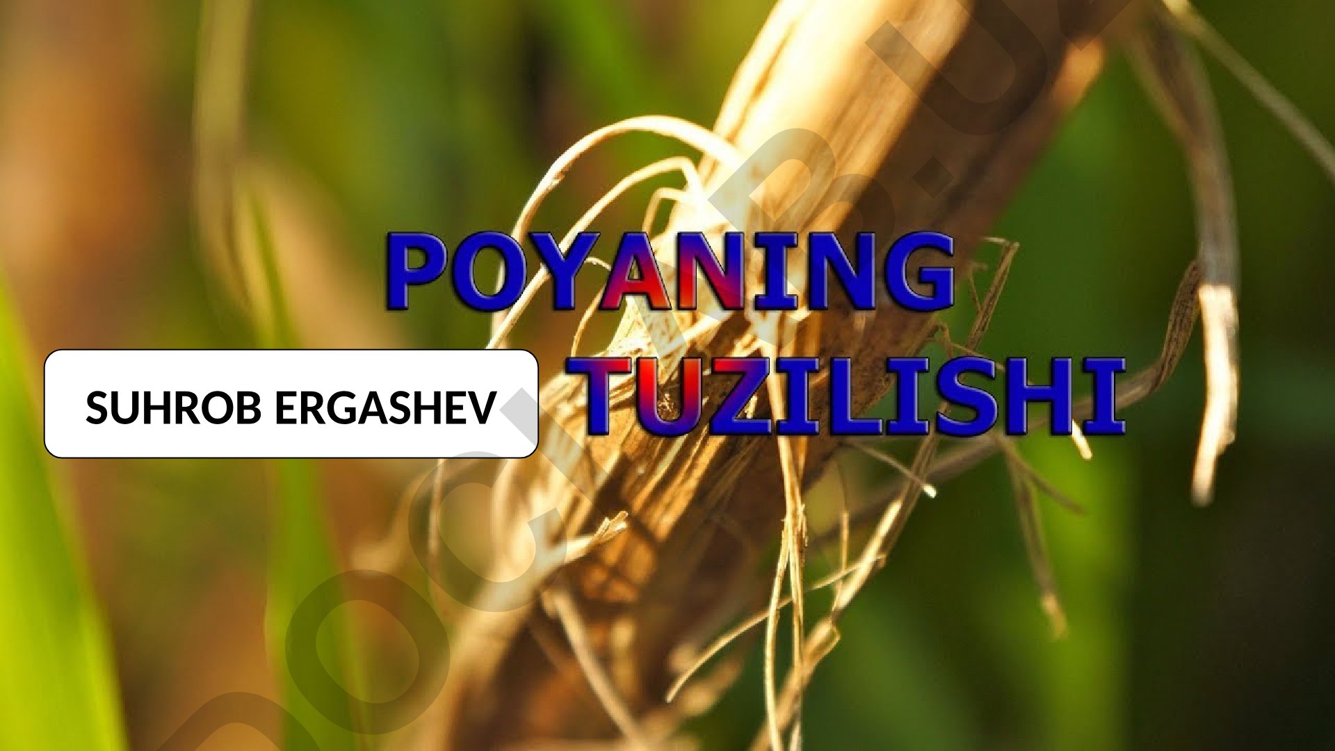 Suhrob Ergashev novda tuzilishi va o'simlik organlari