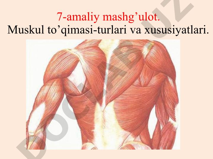 Muskul to'qimasi turlari va xususiyatlari