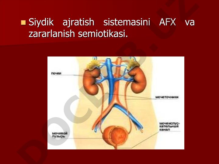 Siydik ajratish sistemasining anatomiyasi, fiziologiyasi va xastaliklari