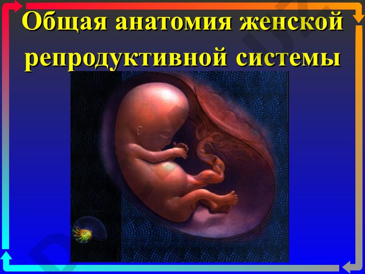 Общая анатомия женской репродуктивной системы