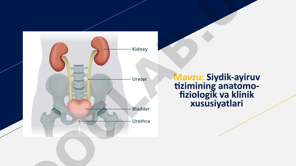 Siydik-ayiruv tizimining anatomo-fiziologik va klinik xususiyatlari
