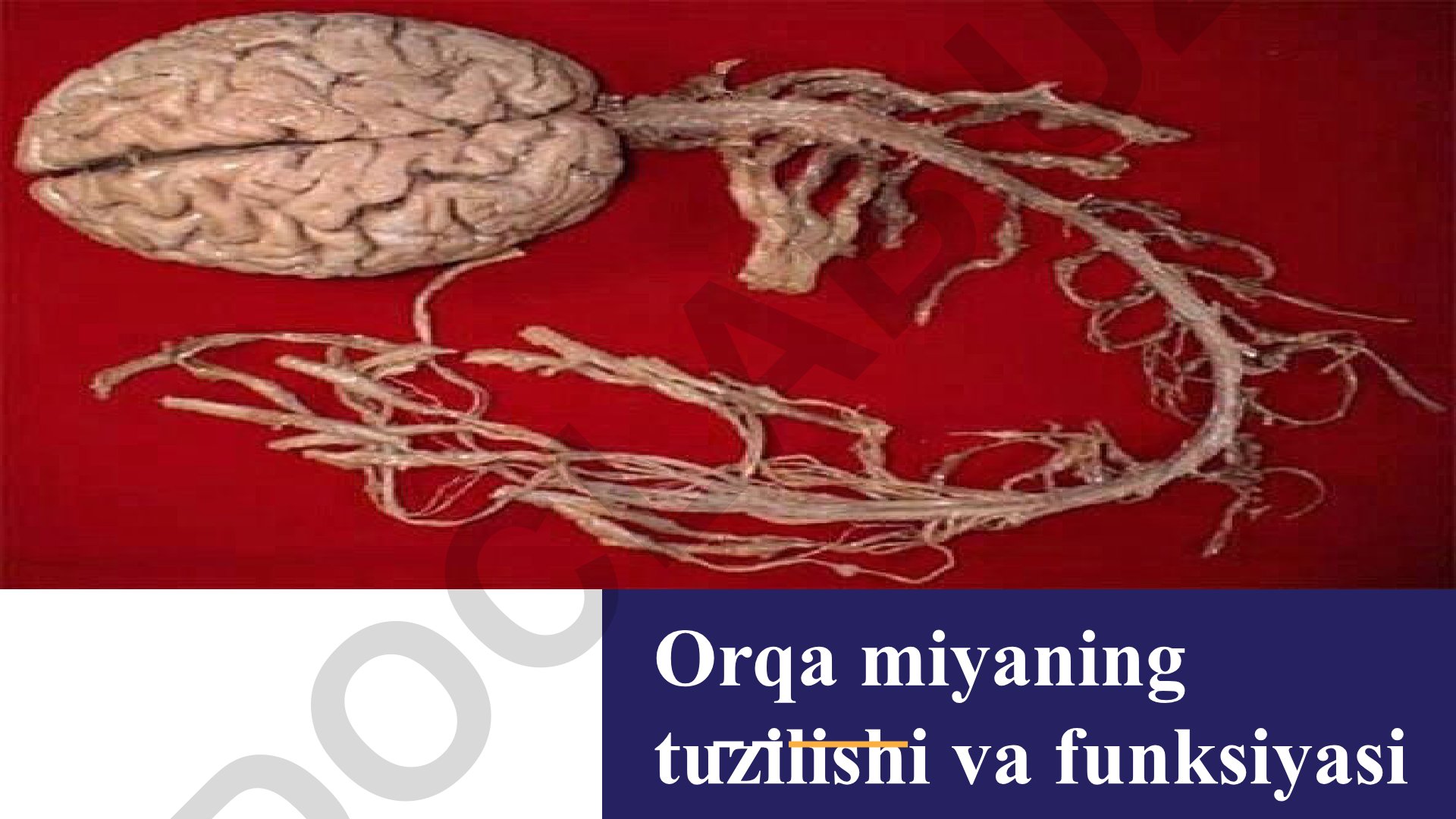 Orqa miyaning tuzilishi va funksiyasi