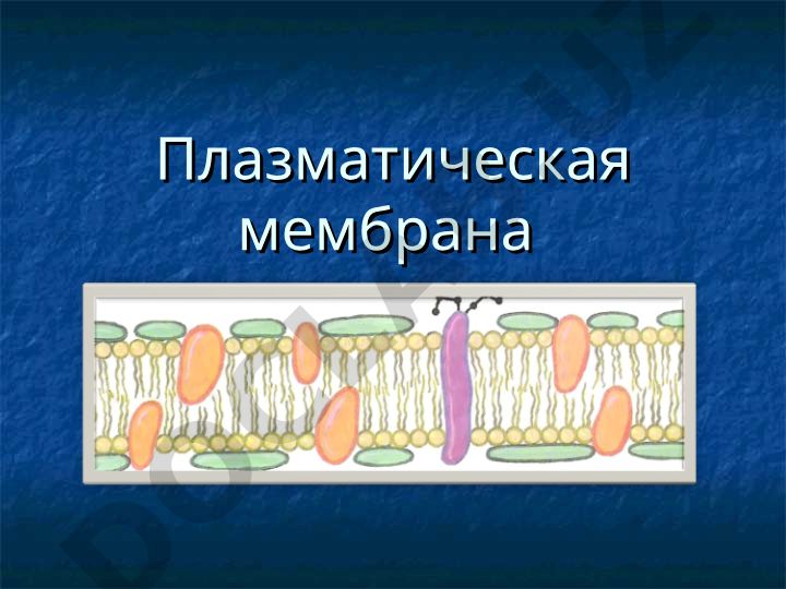 Плазматическая мембрана: строение и функции