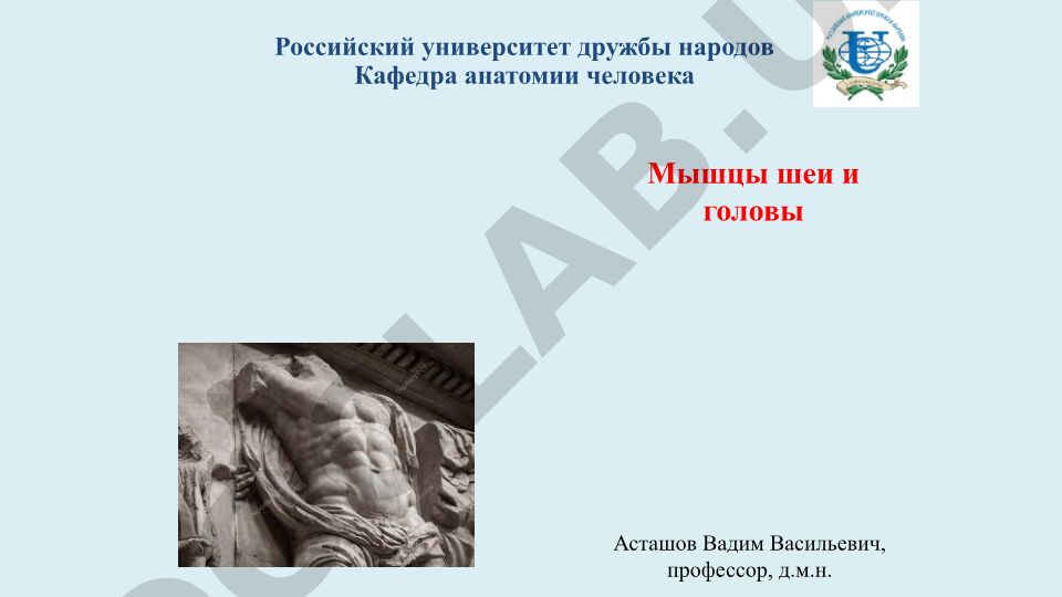 Мышцы шеи и головы: классификация и функции