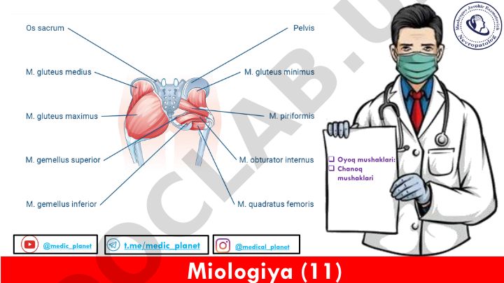 Miologiya - oyoq mushaklari tuzilishi va tasnifi