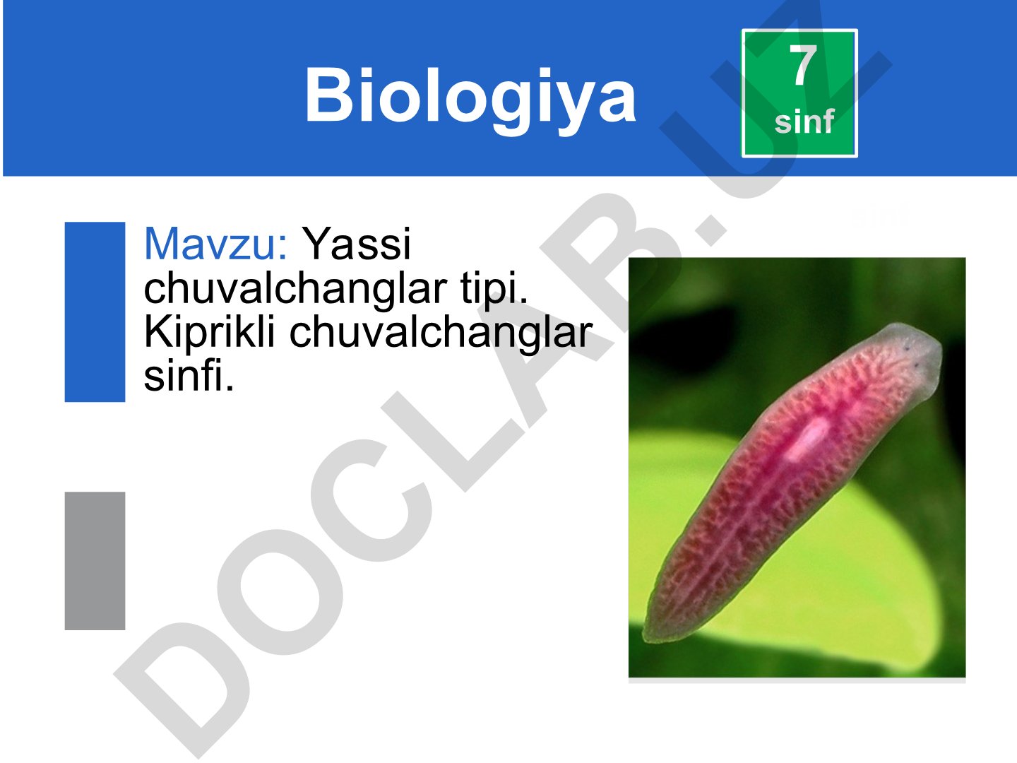 Yassi chuvalchanglar tipi va kiprikli chuvalchanglar sinfi
