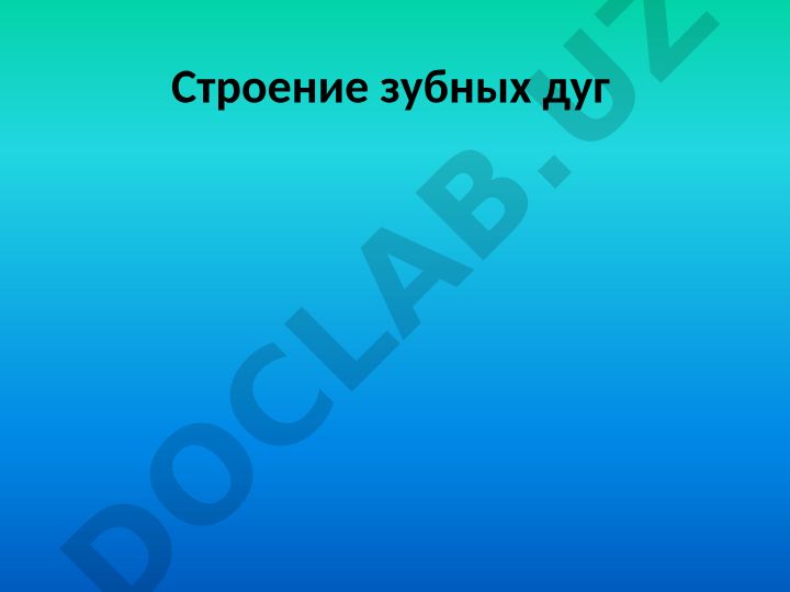 Строение зубных дуг и факторы их устойчивости