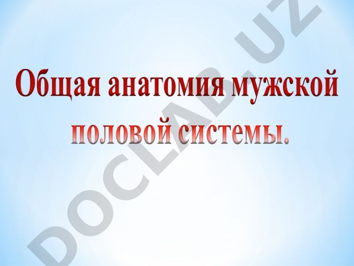Общее учение, развитие, анатомия и аномалии мужской половой системы