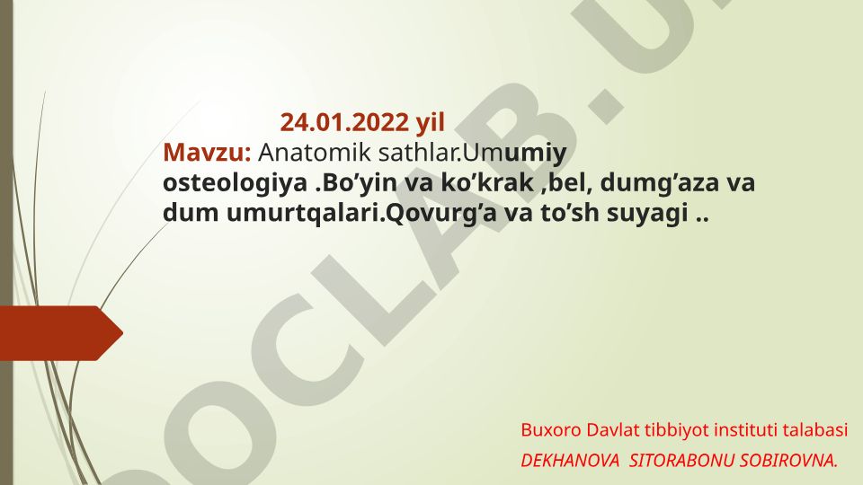Anatomik sathlar va umurtqa pog'onasi tuzilishi