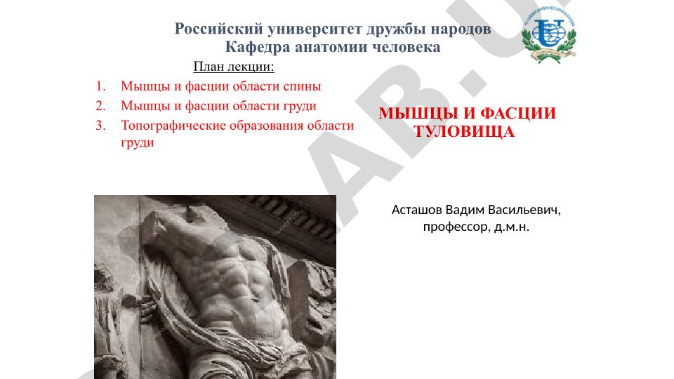 Мышцы и фасции туловища