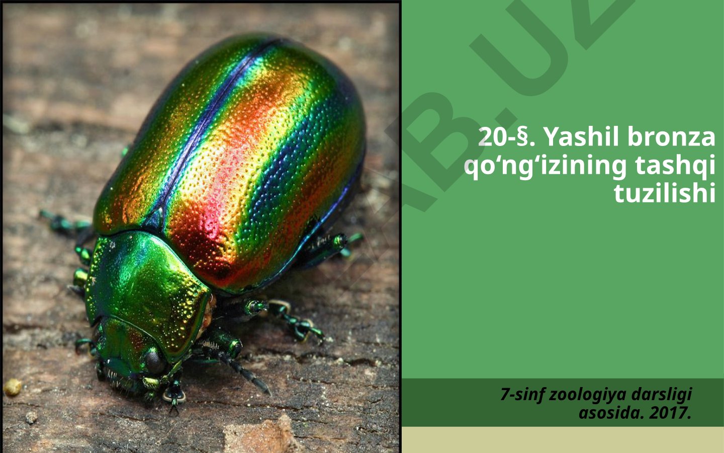Yashil bronza qo'ng'izining tashqi tuzilishi